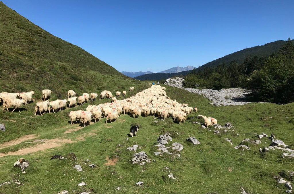 Transhumance  Barétous  Aspe