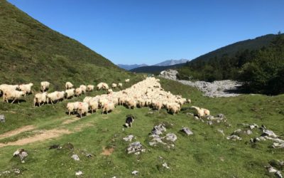 Transhumance  Barétous  Aspe