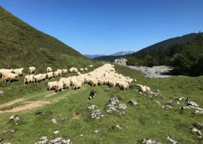 Transhumance
